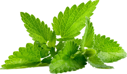 mint leaves